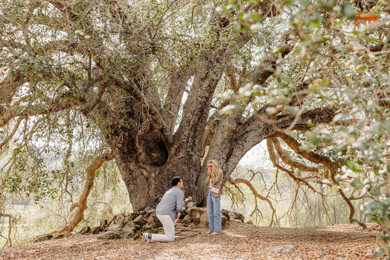 A group of ancient olive trees with gnarled trunks and twisted branches grow in a Mediterranean grove.