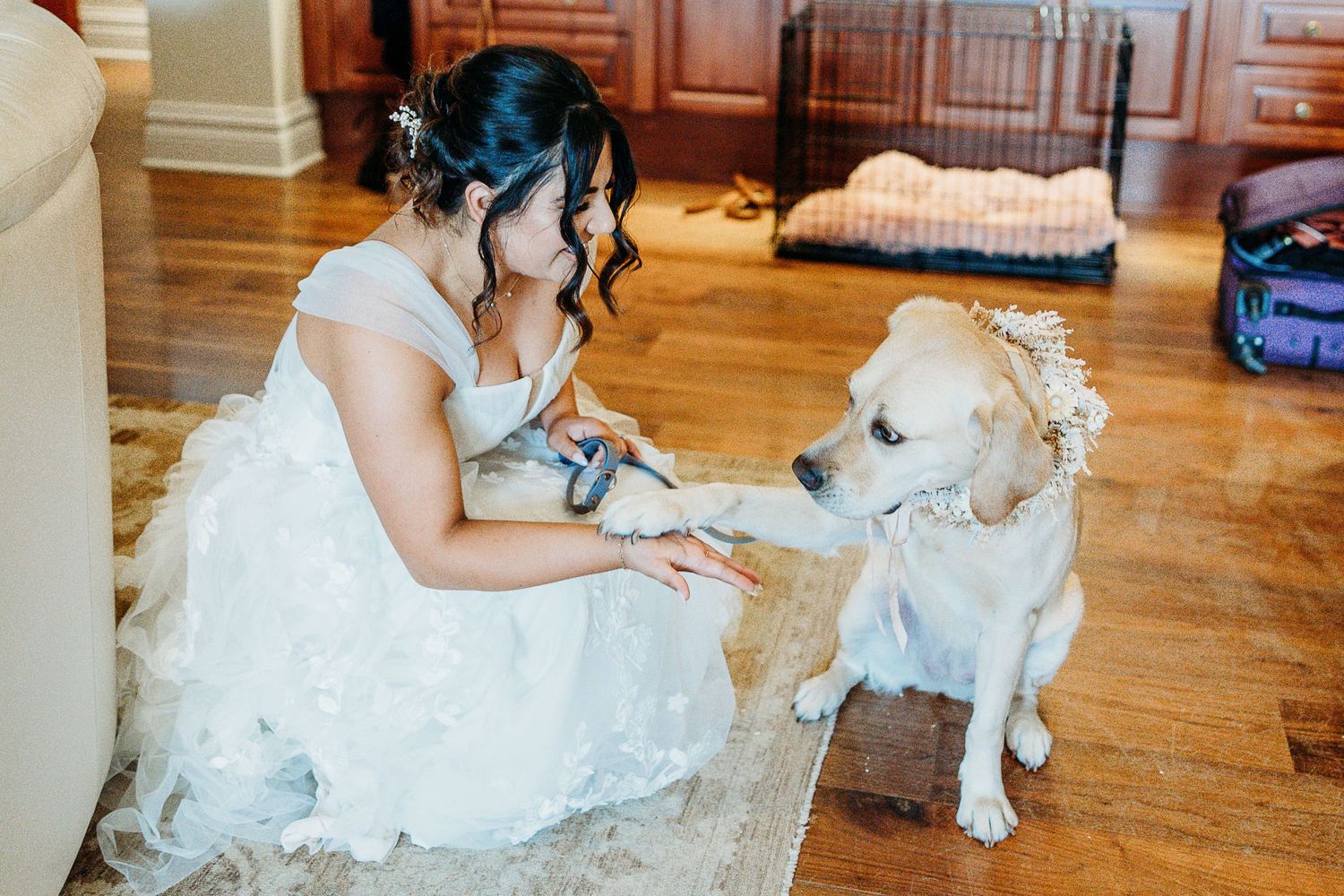 A bride in a lace wedding dress kneels down to pet her yellow Labrador on hardwood floors.