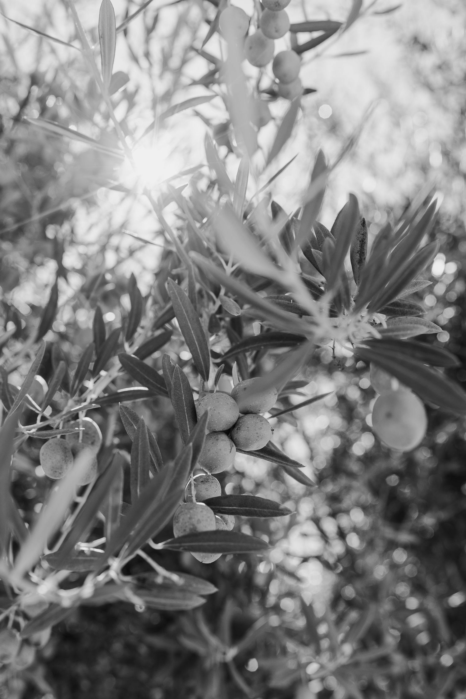 Close-up black and white detail of olive tree branches with ripening fruit in natural sunlight.