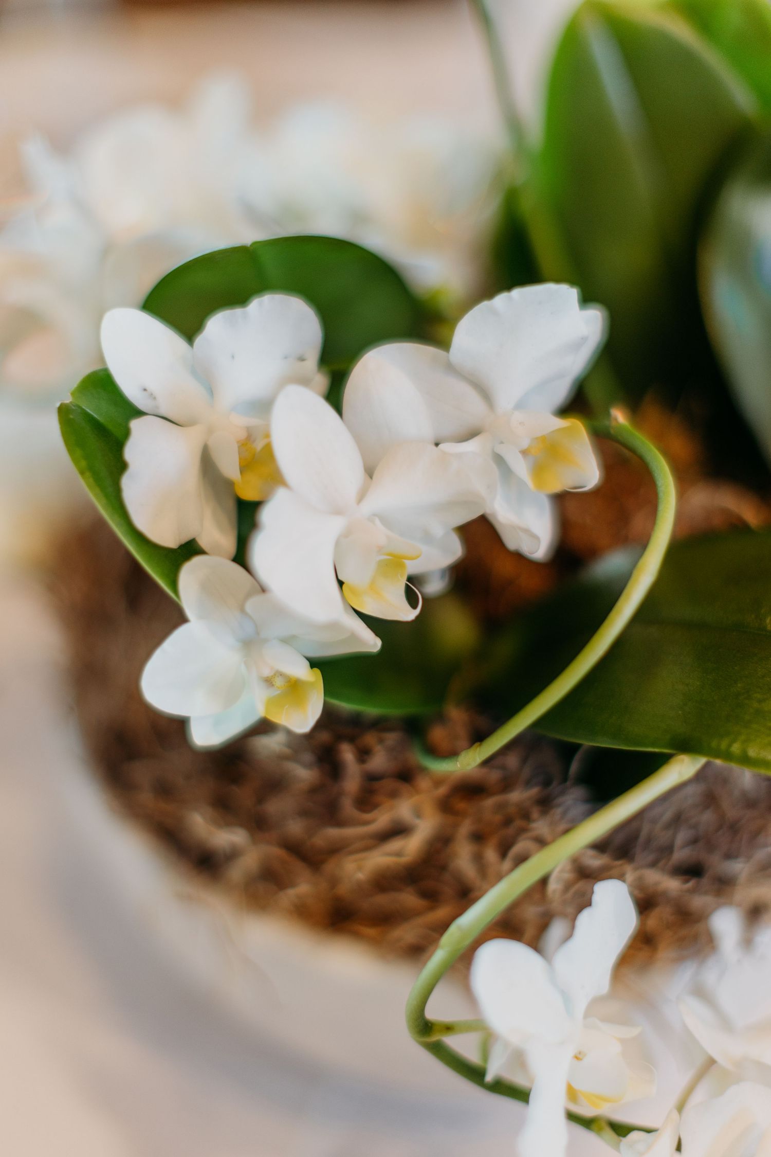 Delicate white orchid flowers bloom against dark soil and green leaves in a close-up nature shot.