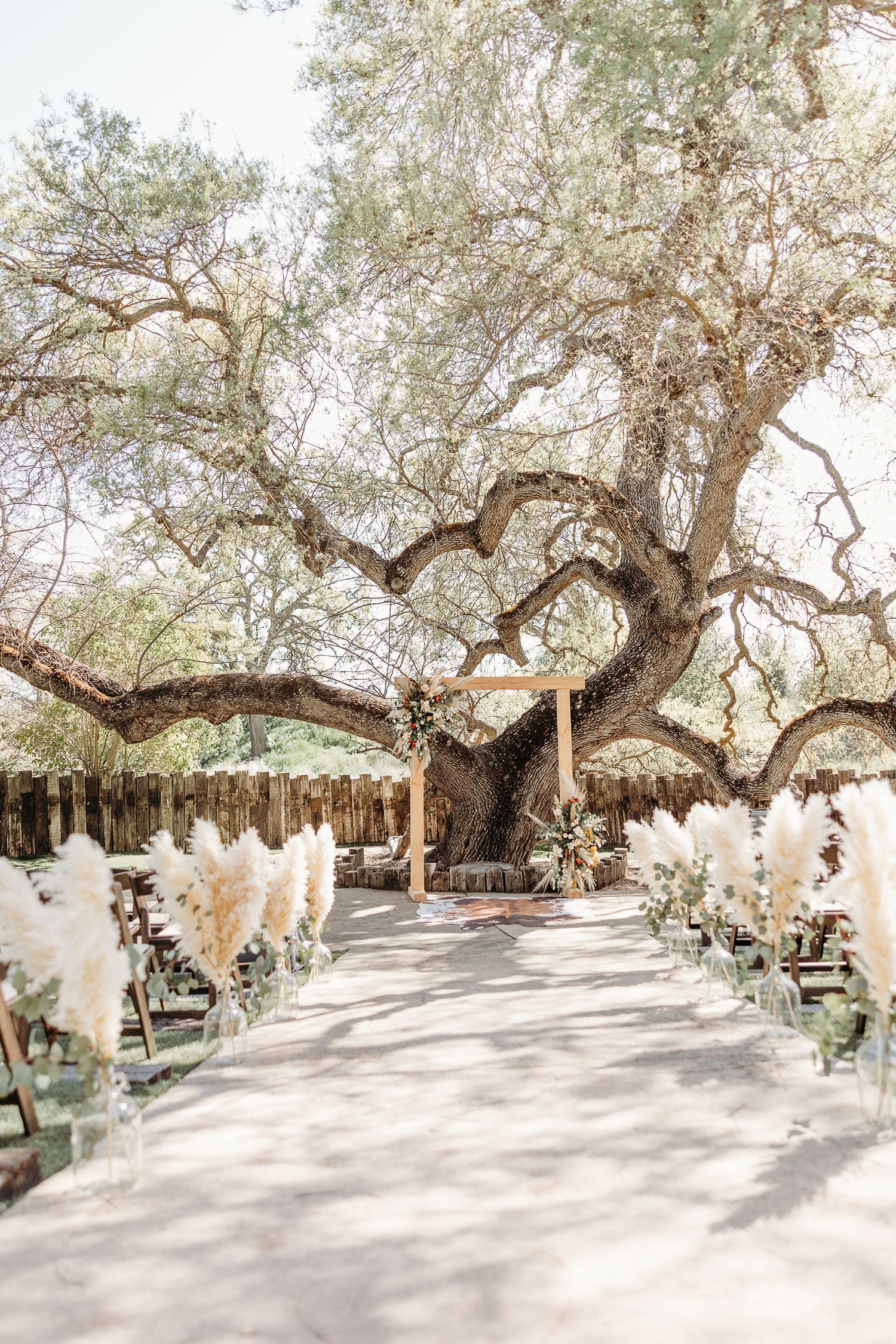 A dreamy outdoor wedding ceremony aisle lined with pampas grass under a majestic oak tree.