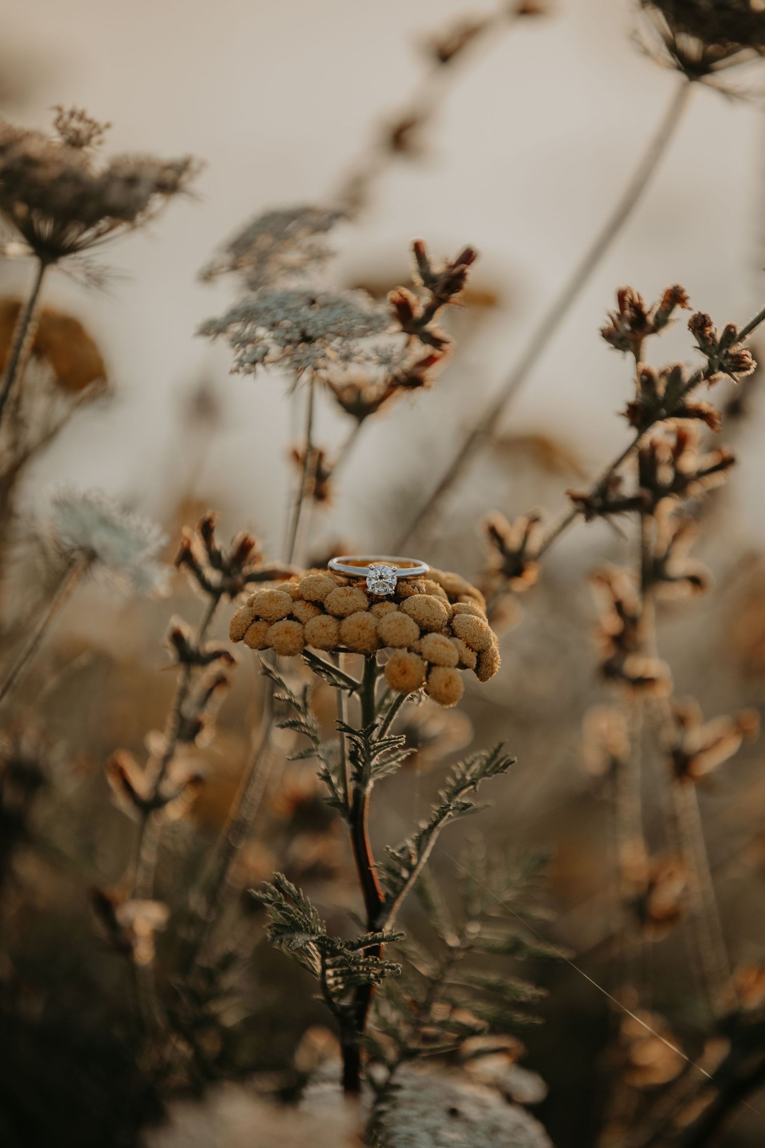 Close-up of a dried wildflower with a delicate engagement ring balanced on top in warm autumn tones.