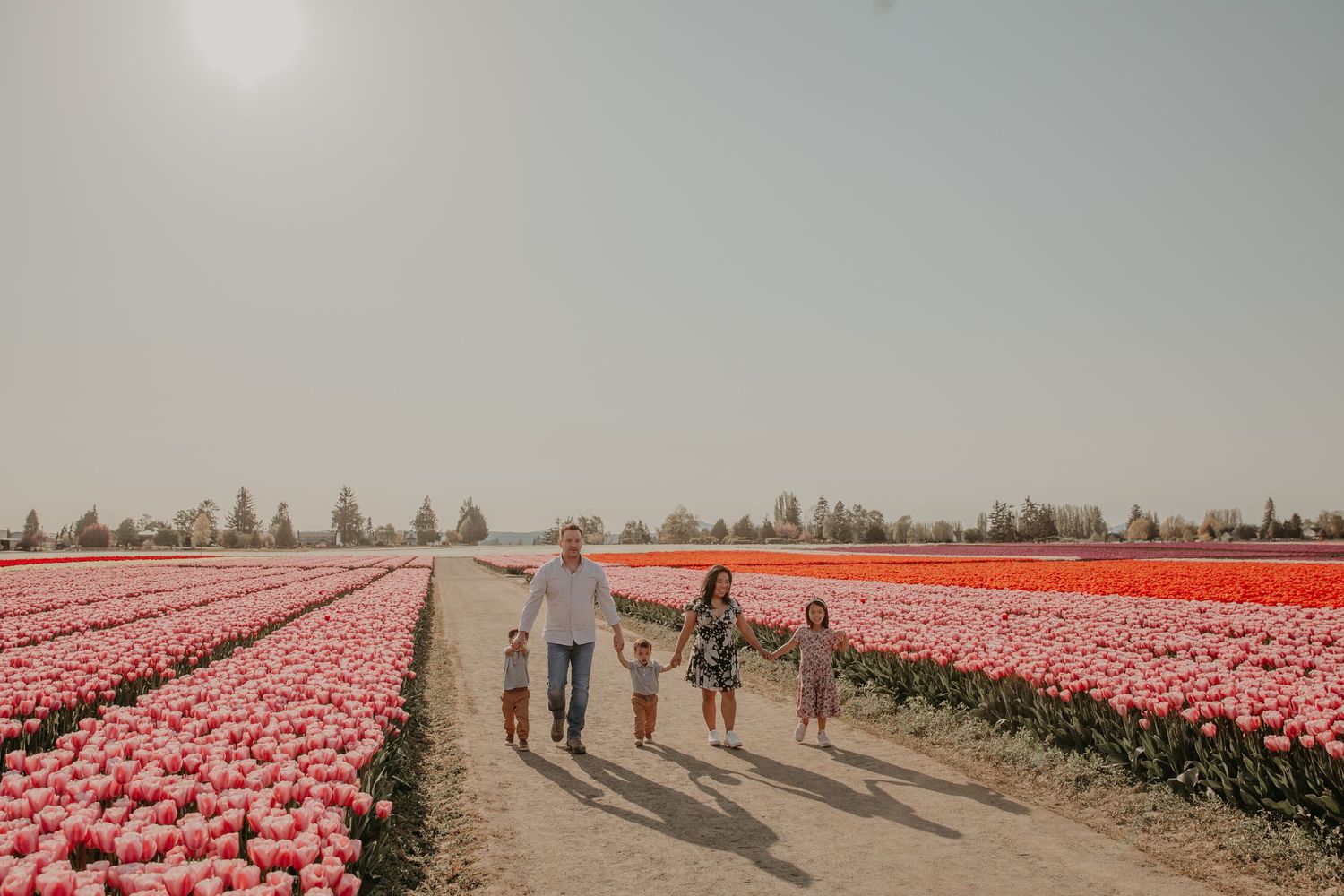A group of people walking down a dirt path between vibrant pink tulip fields in springtime.