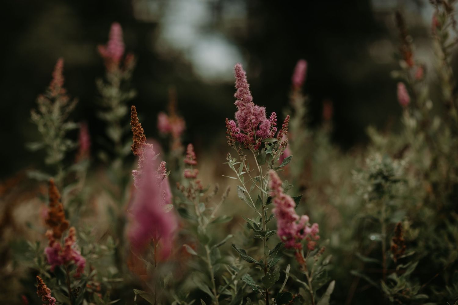 Pink-flowering stalks grow tall among green foliage in a dreamy, moody garden setting.