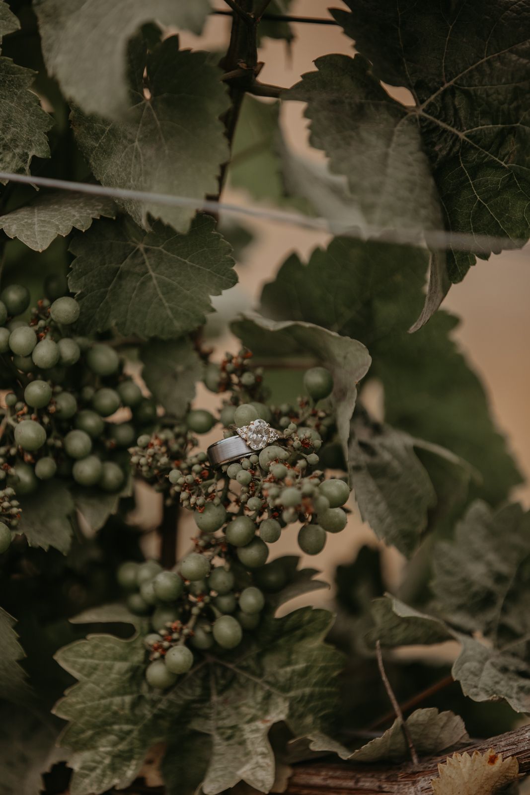 Dark green grapevines with clusters of ripening fruit create a moody vineyard atmosphere.