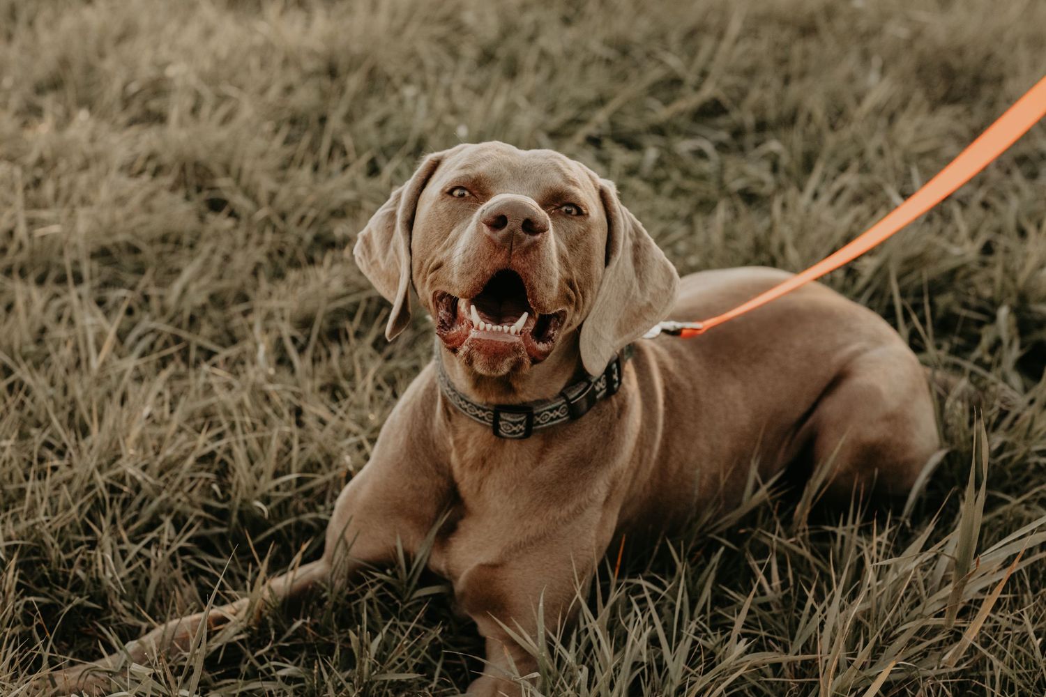 Weimaraner dog with open mouth lying in grass while wearing orange leash and collar.