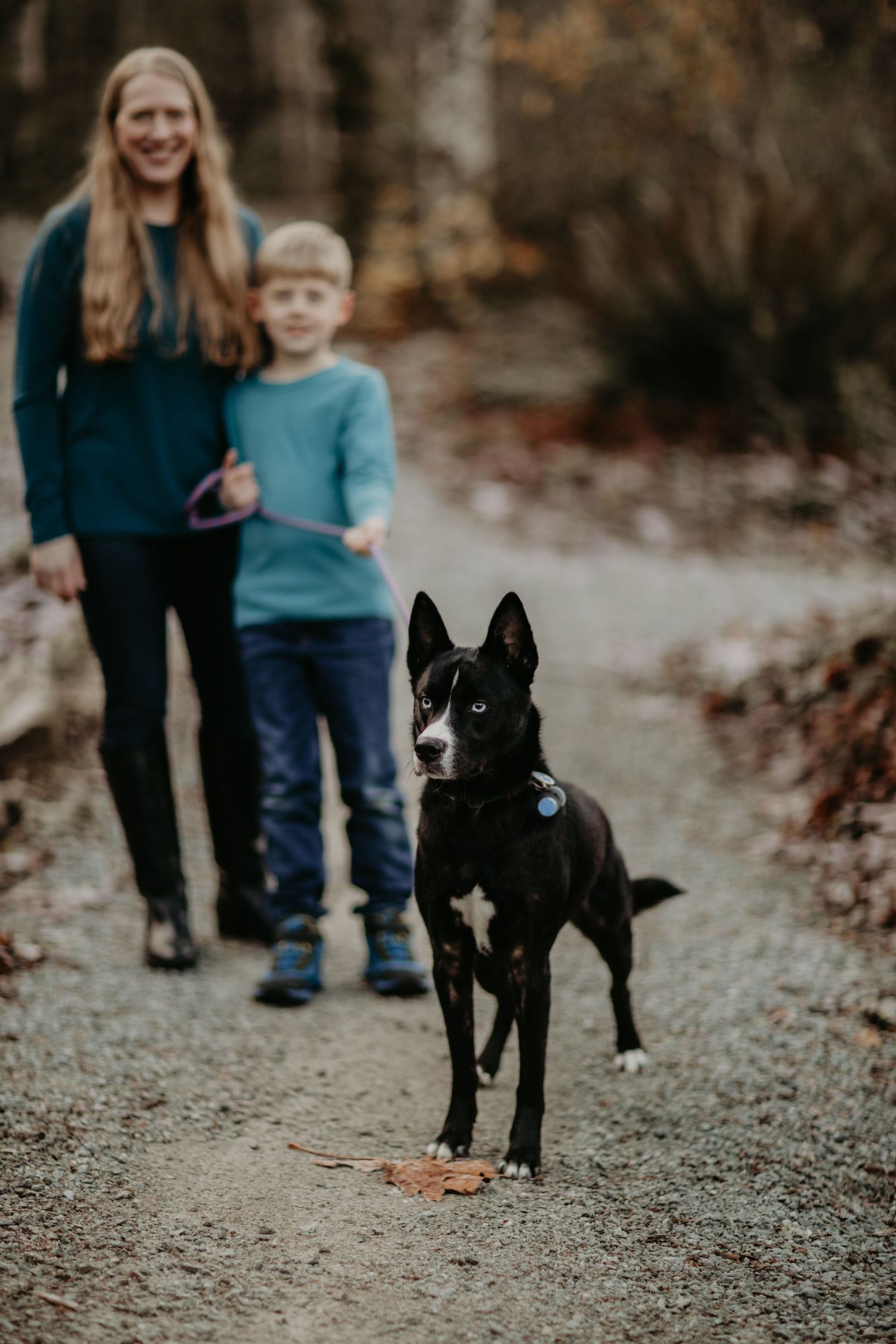 Black and white dog stands alertly on a gravel path during an autumn photoshoot in nature.