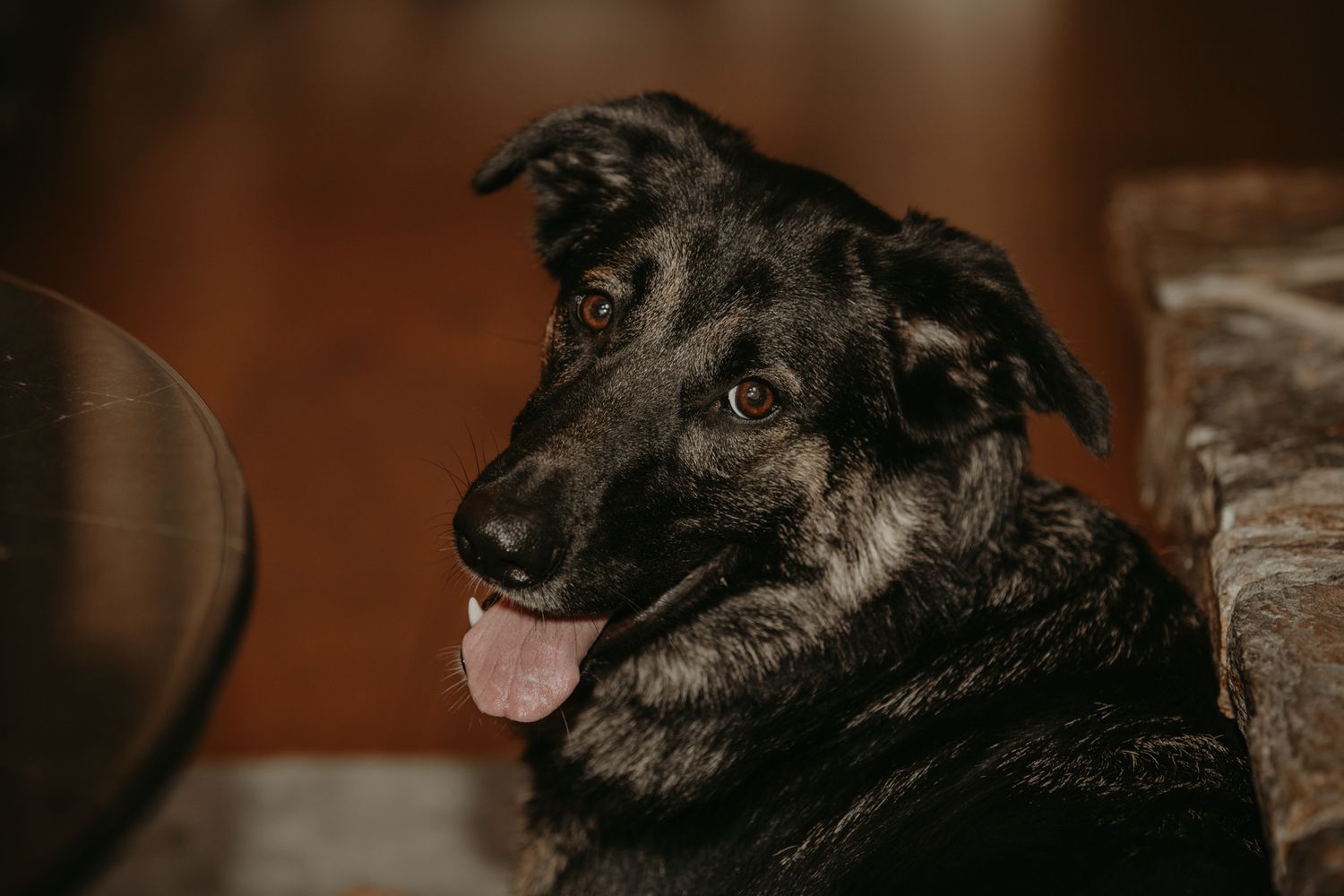 A series of close-up profile shots showing a black dog's face with expressive eyes and features.