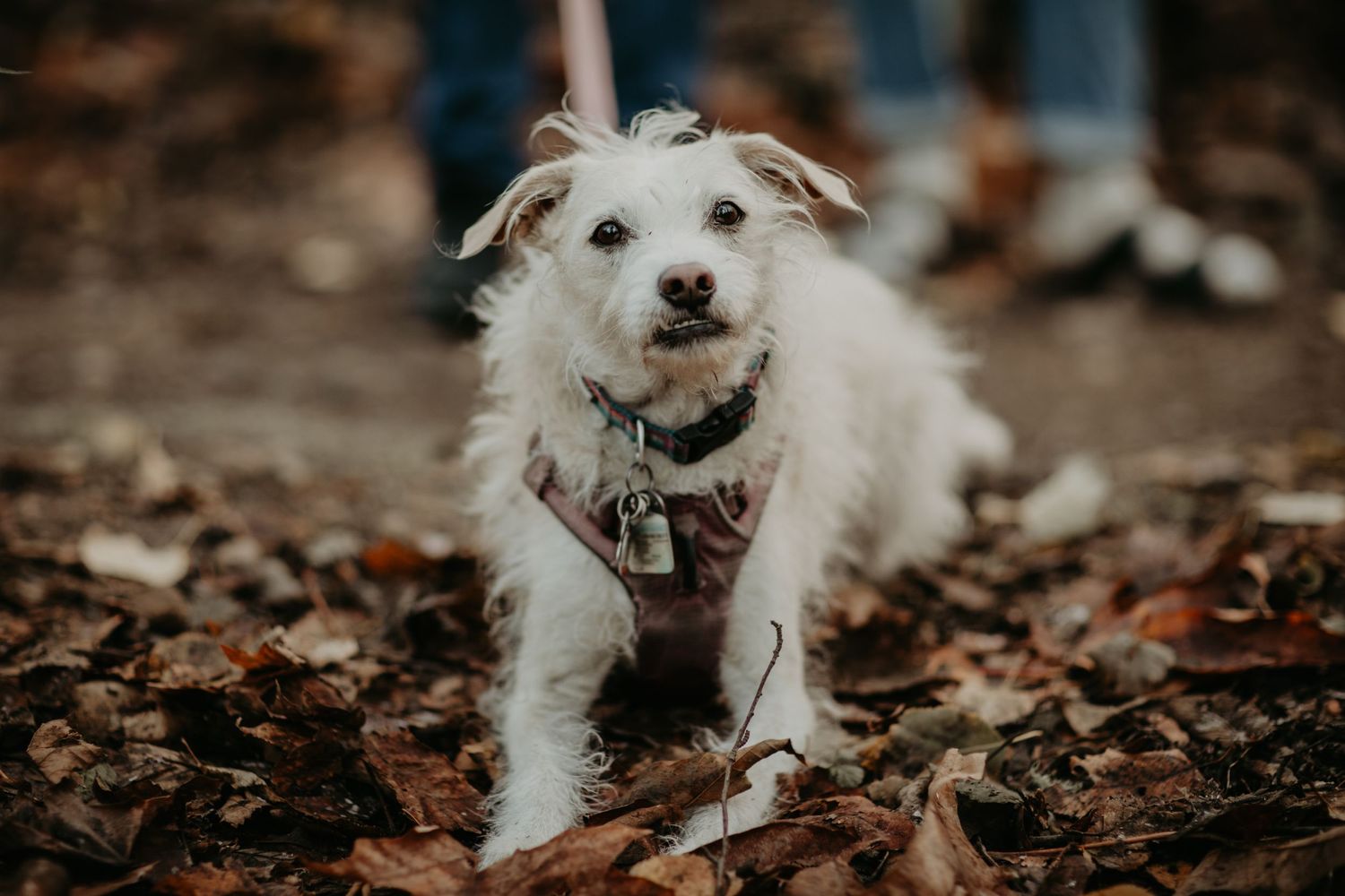 A small white scruffy dog wearing a harness walks through autumn leaves on a forest floor.