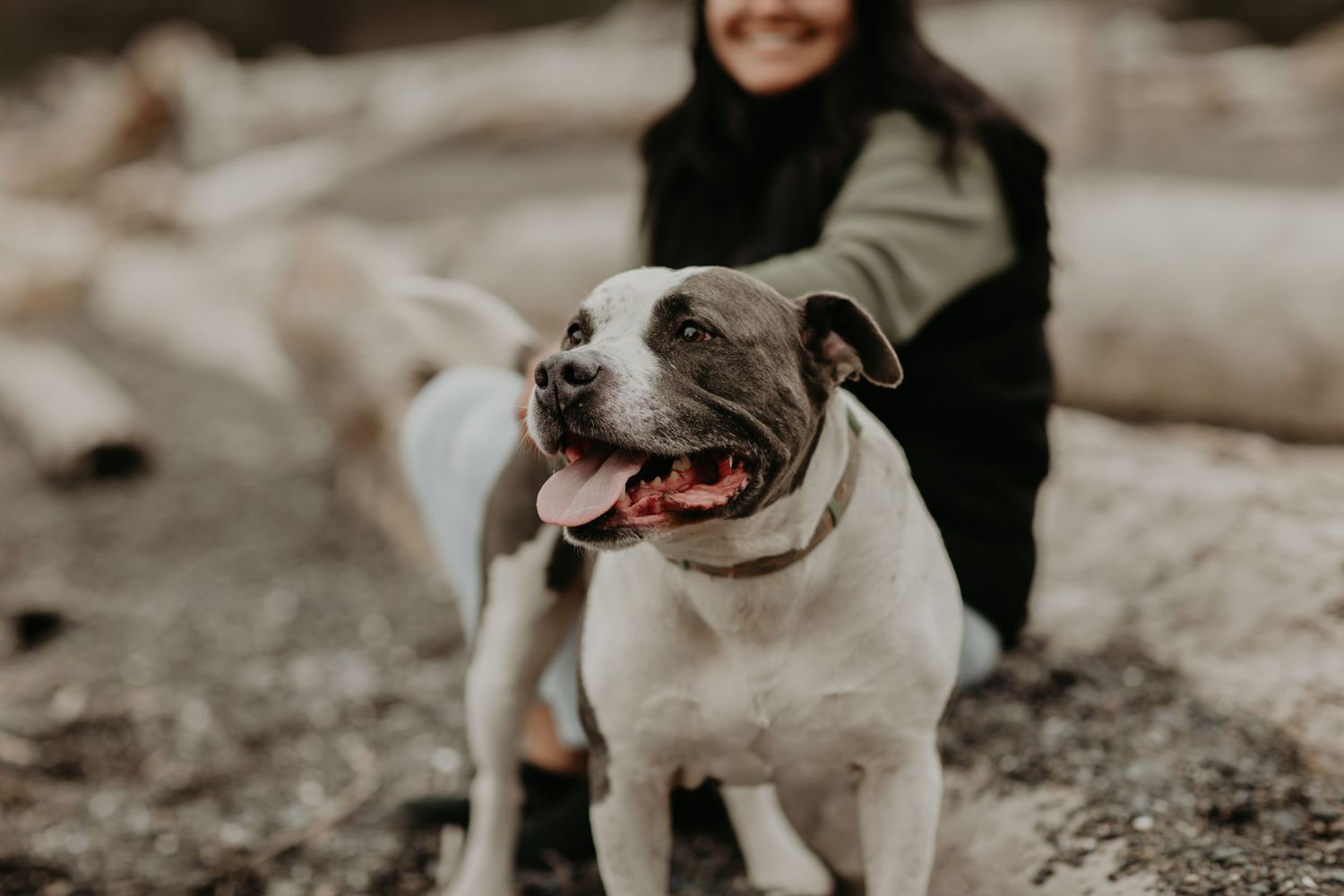 A happy pit bull with white fur smiling at the camera while out on a walk with its owner.