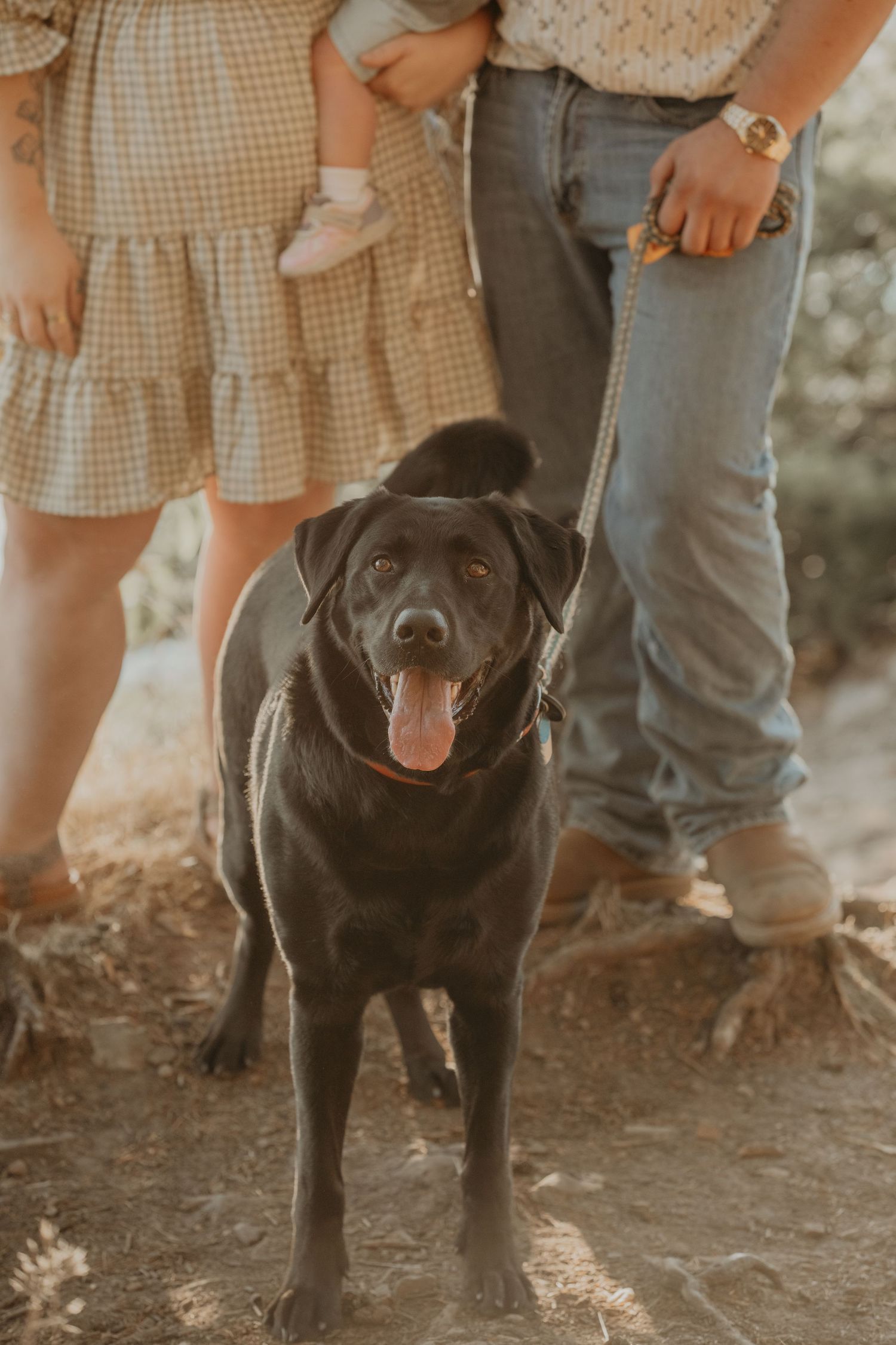 Black Labrador dog sits on dirt ground with people in gingham outfits visible from waist down in background.