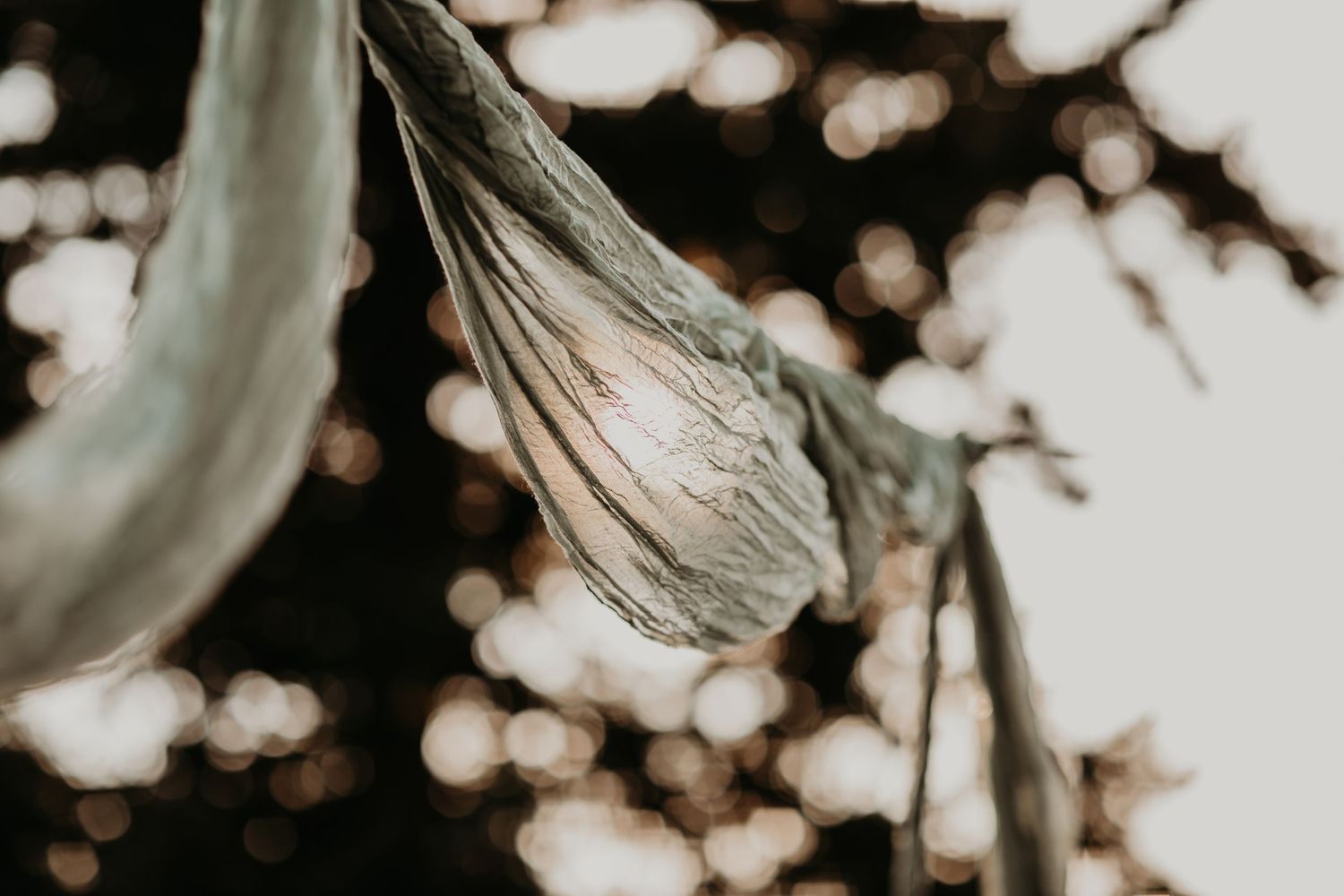 Close-up artistic photo of a dried tulip flower with soft bokeh lights in the dark background.