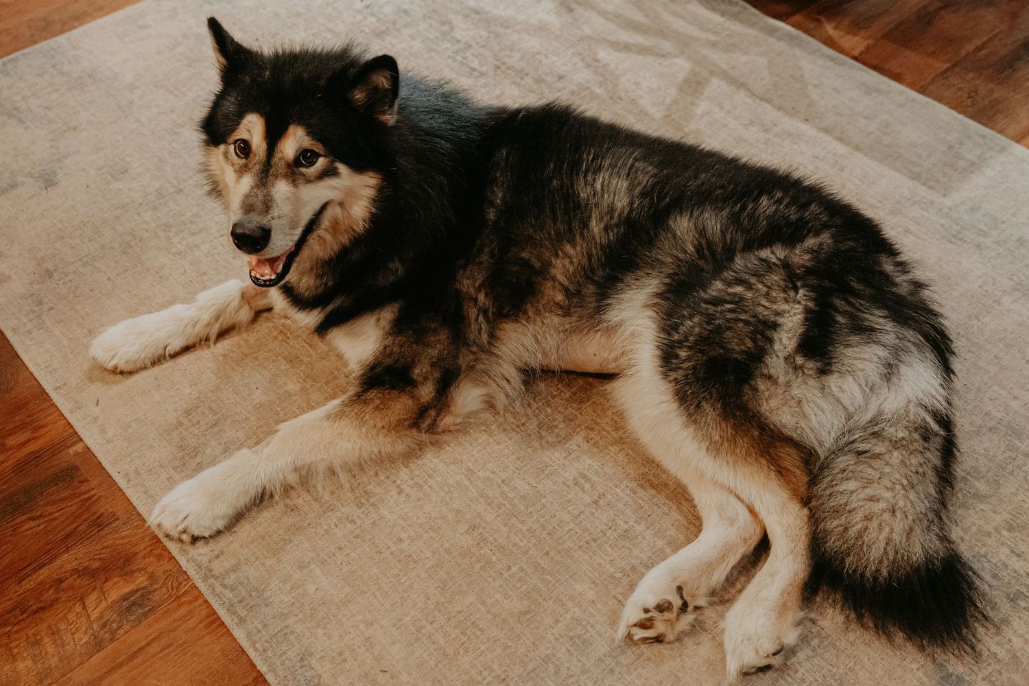 A husky mix dog with amber eyes lies on a beige rug over wooden floors.