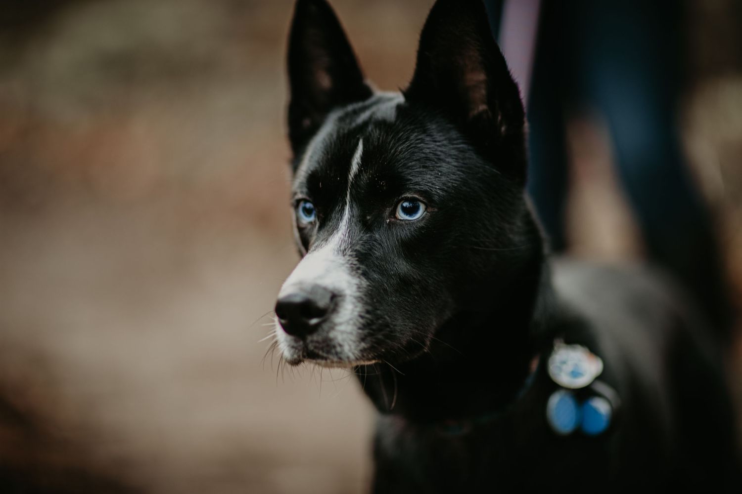 Close-up portrait of a black and white dog with alert ears and piercing blue eyes wearing a blue collar tag.