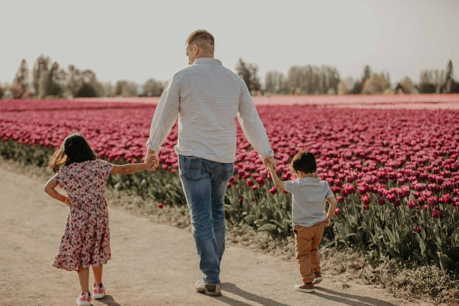 Three figures walk down a path alongside vibrant pink tulip fields on a sunny spring day.