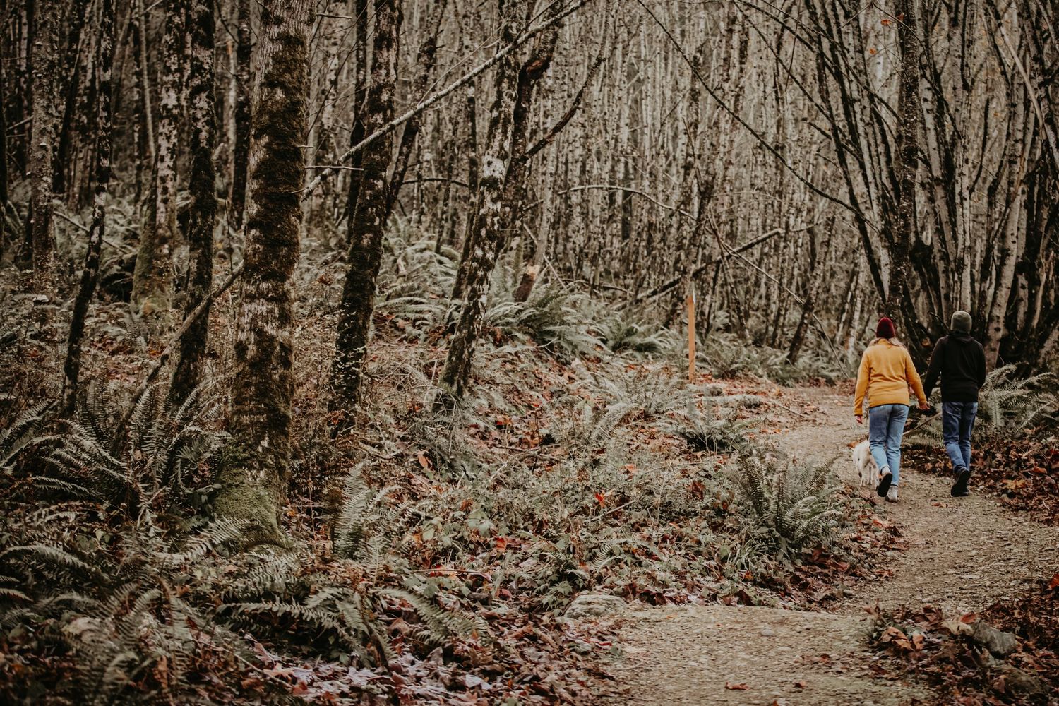 Hiker in yellow jacket walking along winding forest trail surrounded by bare trees and fallen autumn leaves.