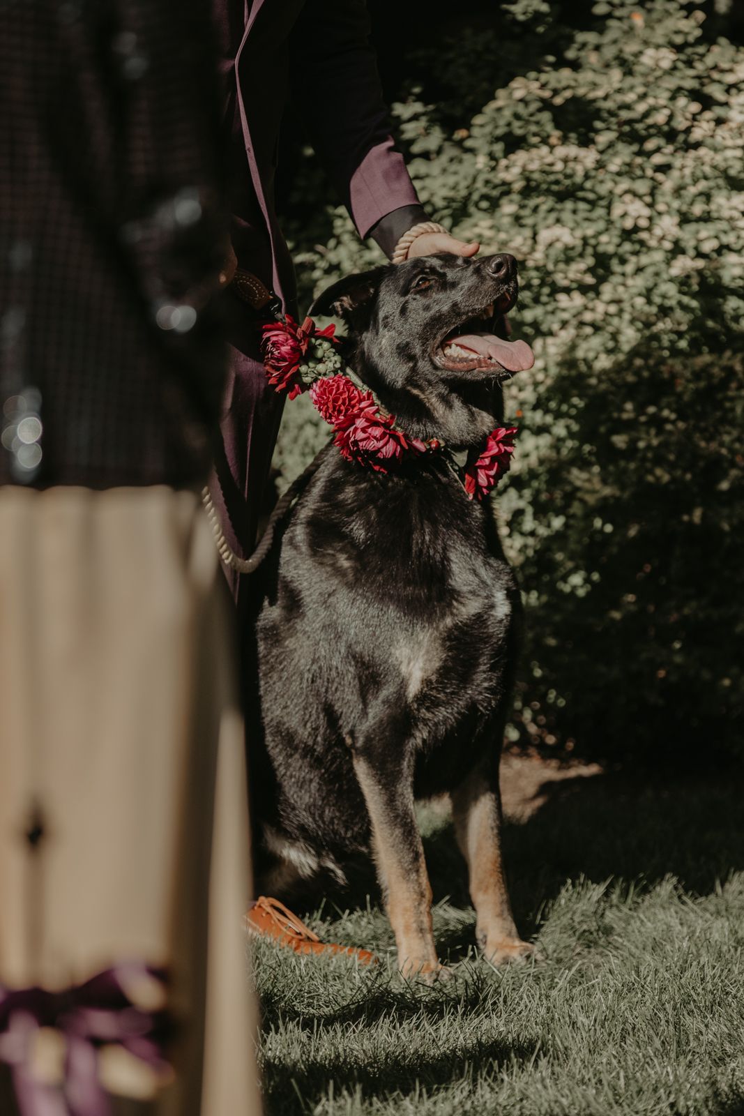 A black and grey dog on a grassy hill wearing a red floral collar accessory in a natural outdoor setting.