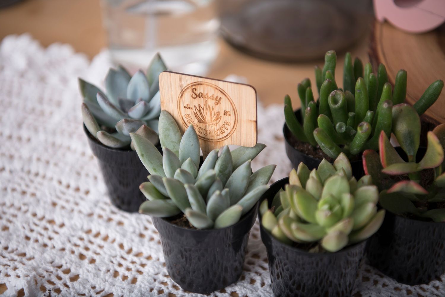 Succulent plants in small black pots arranged on white lace doily with decorative copper penny accents.