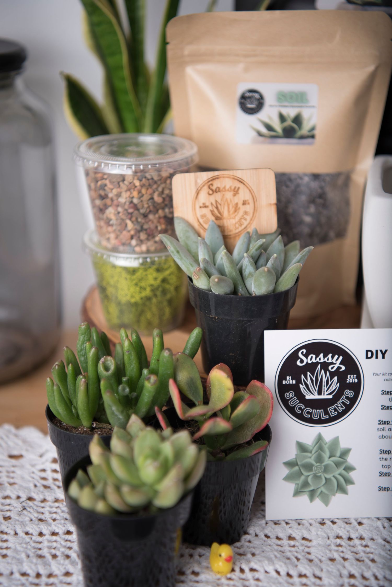 Small potted succulent plants arranged on white lace doily with craft supplies and packaging in background.