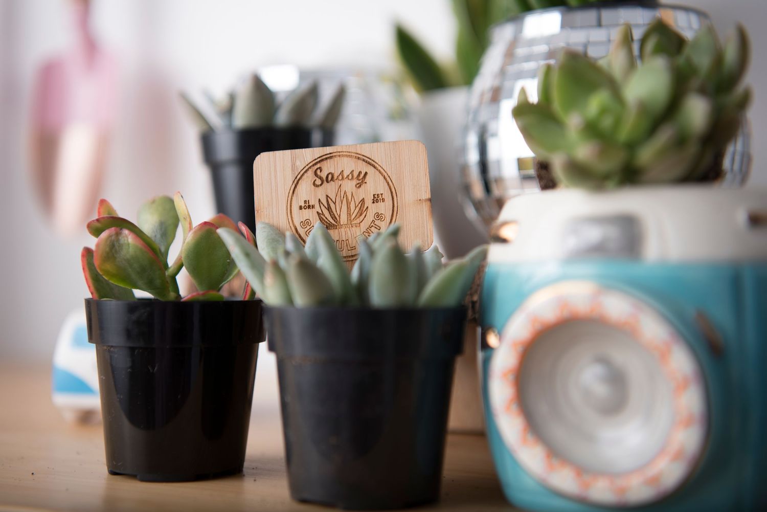 Succulent plants in small black pots arranged on a shelf with a blurred background.