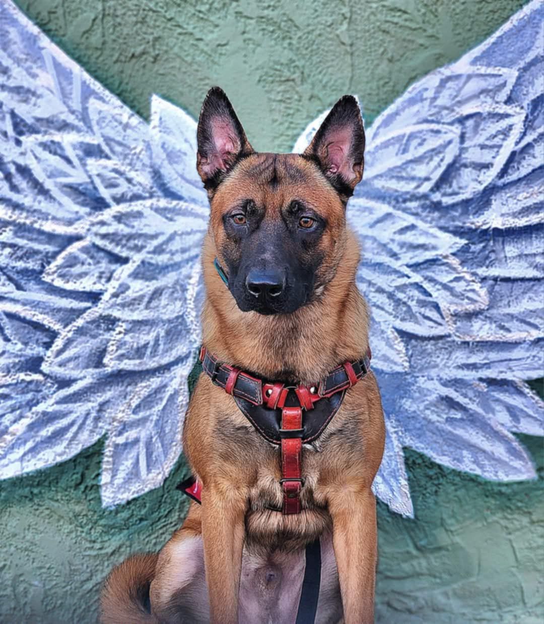 Service dog Buzz Belgian Malinois
