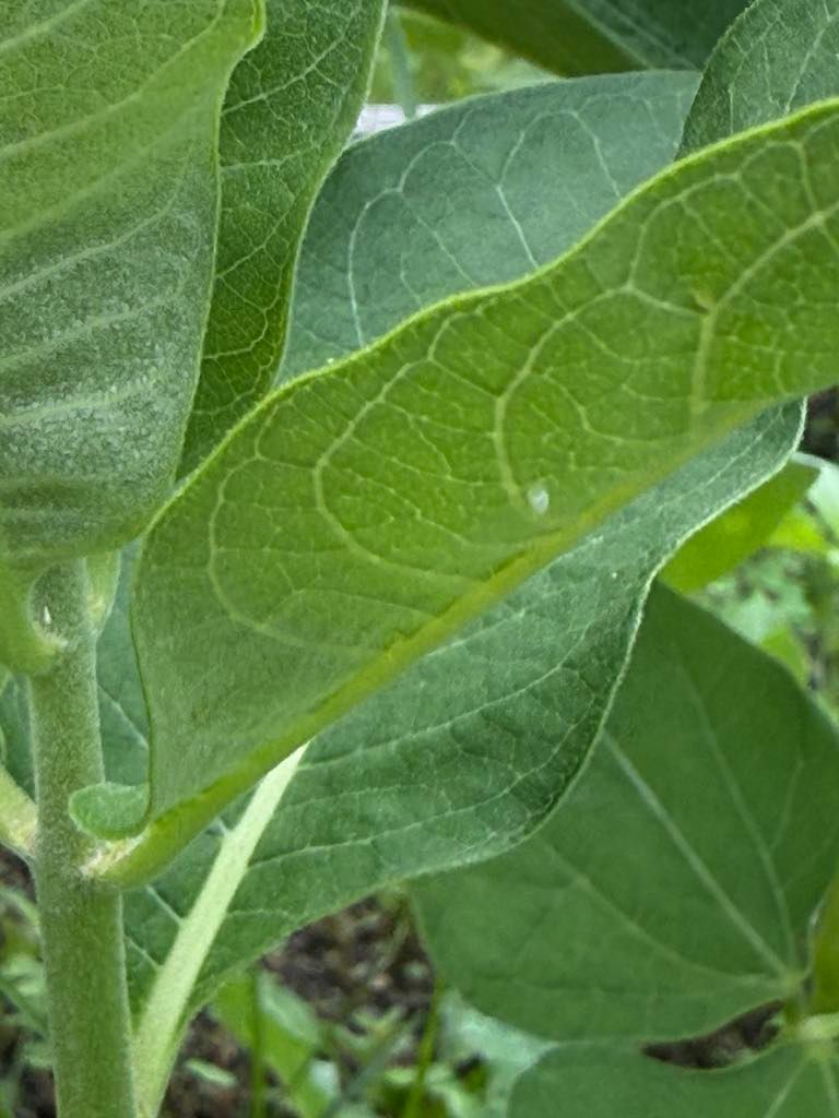 Monarch Egg on Milkweed