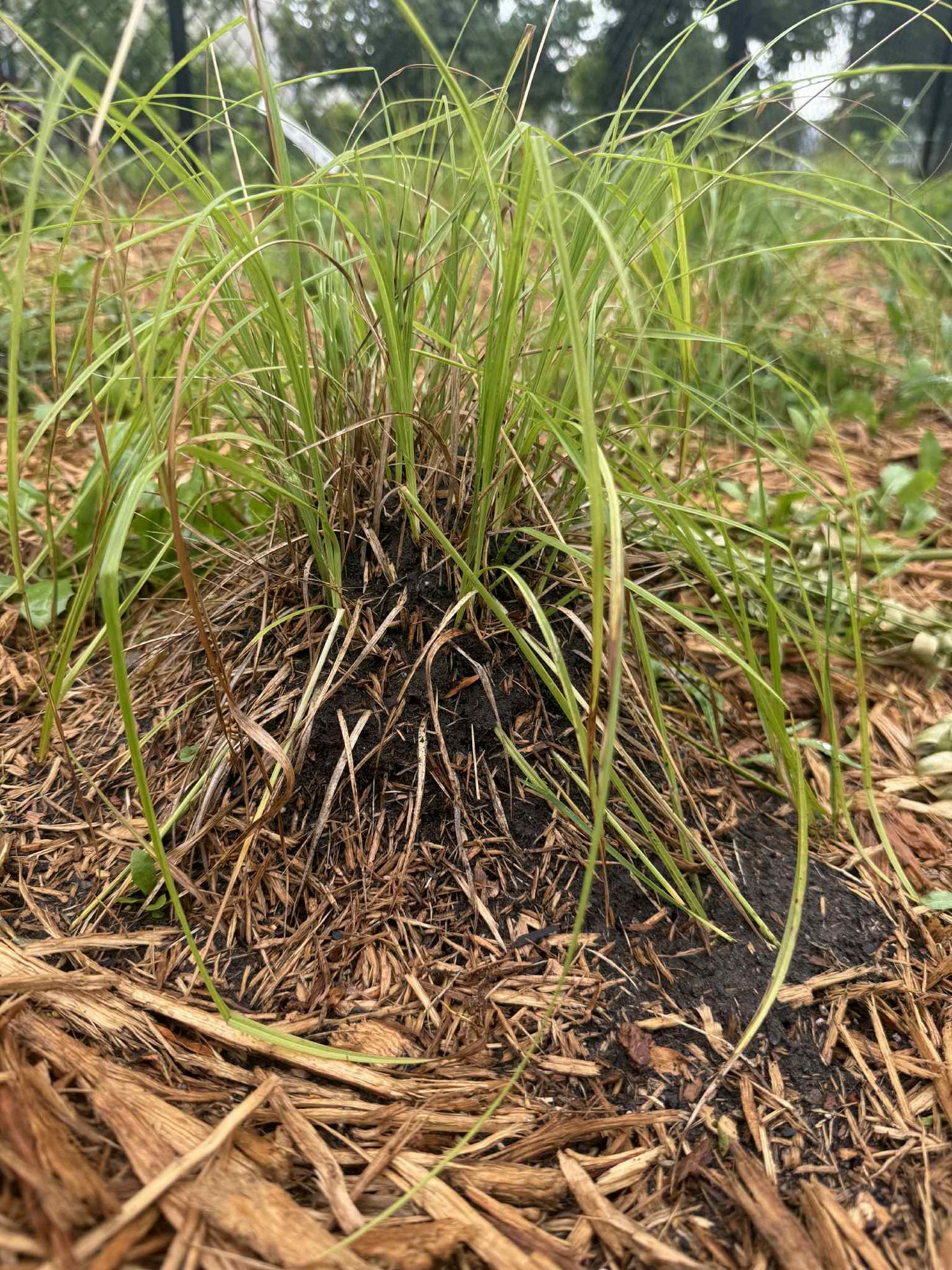 Ant Colony in Pollinator Habitat