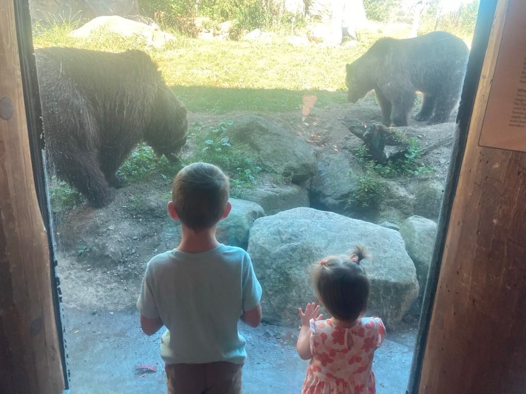 Bears at the Minnesota Zoo