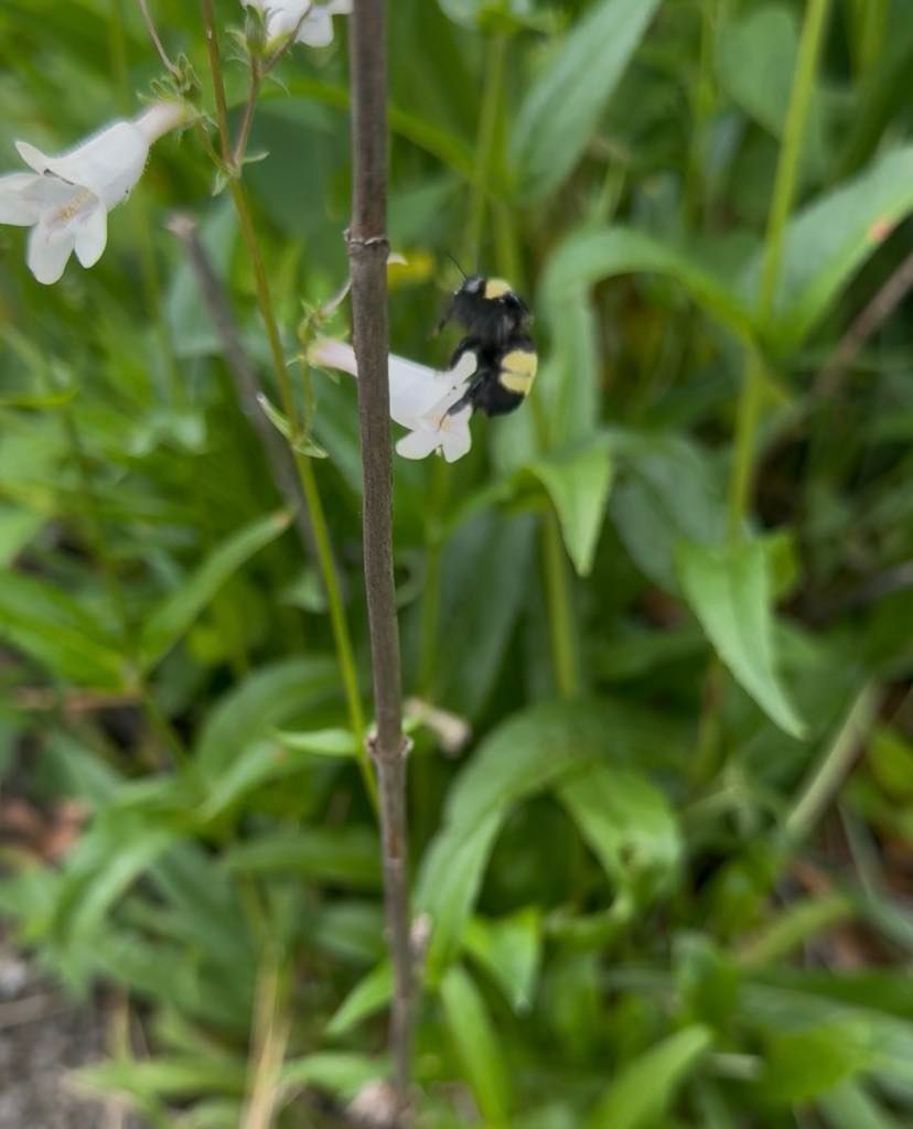 Native Bee in Pollinator Habitat