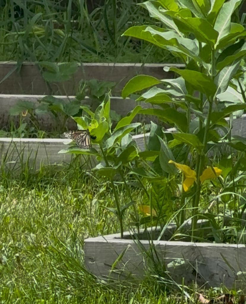 Milkweed and Monarch
