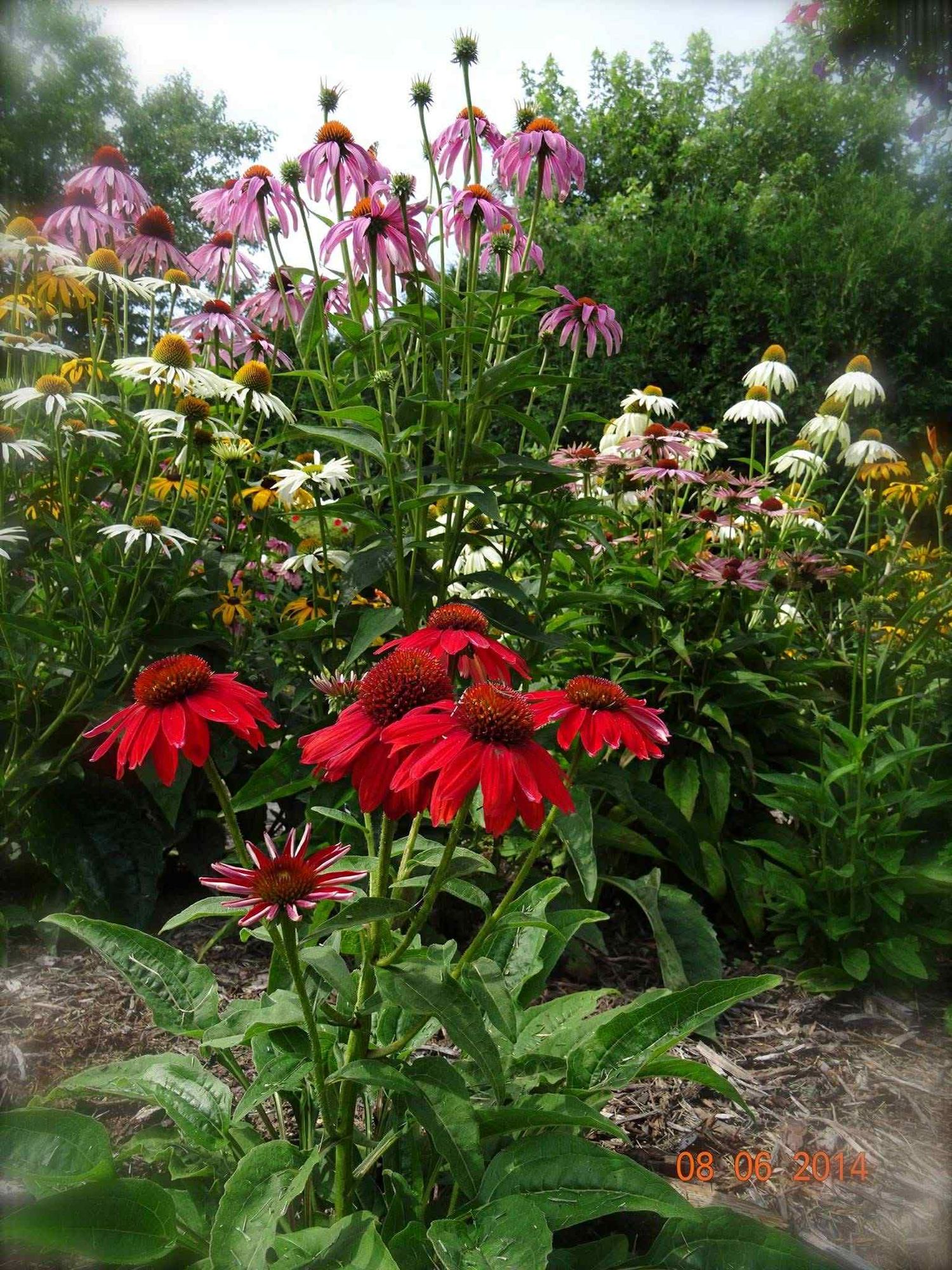 Grandma's Garden