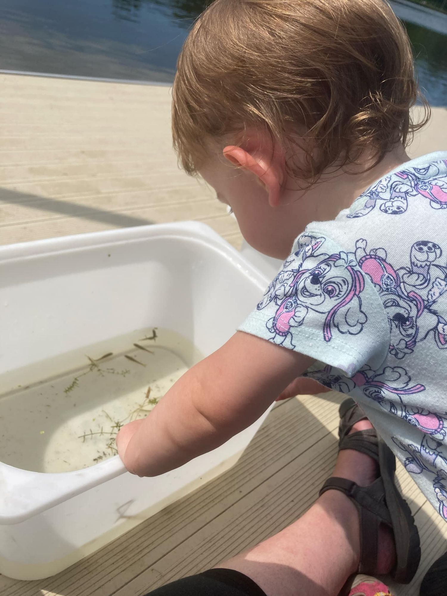 Pond dipping at Richardson Nature Center