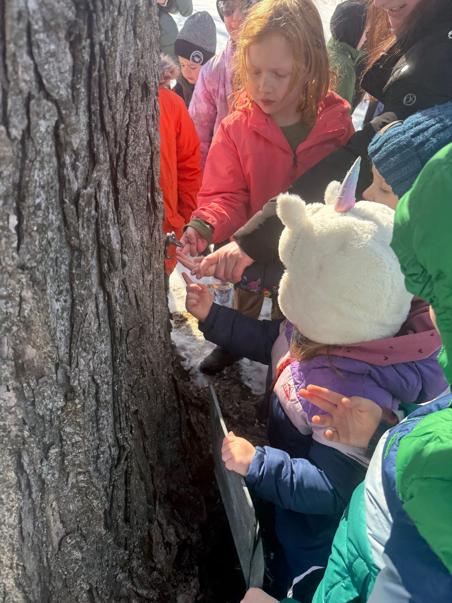 Children collecting sap to feel and taste after tapping a maple tree