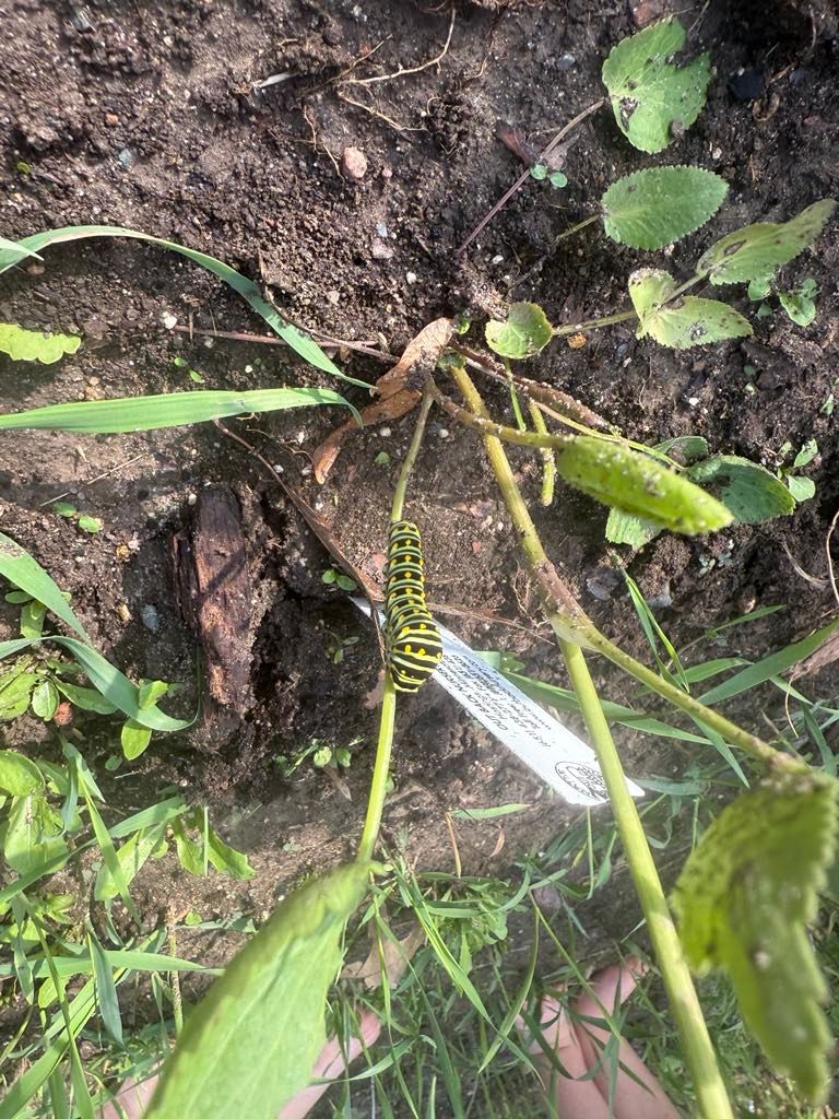 Swallowtail Caterpillar in Pollinator Habitat