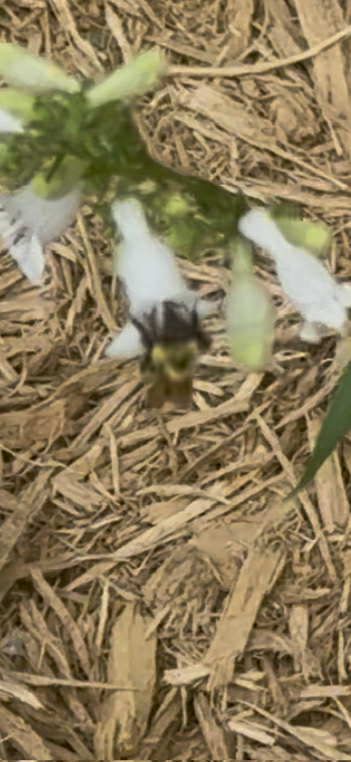 Native Bee in Pollinator Habitat