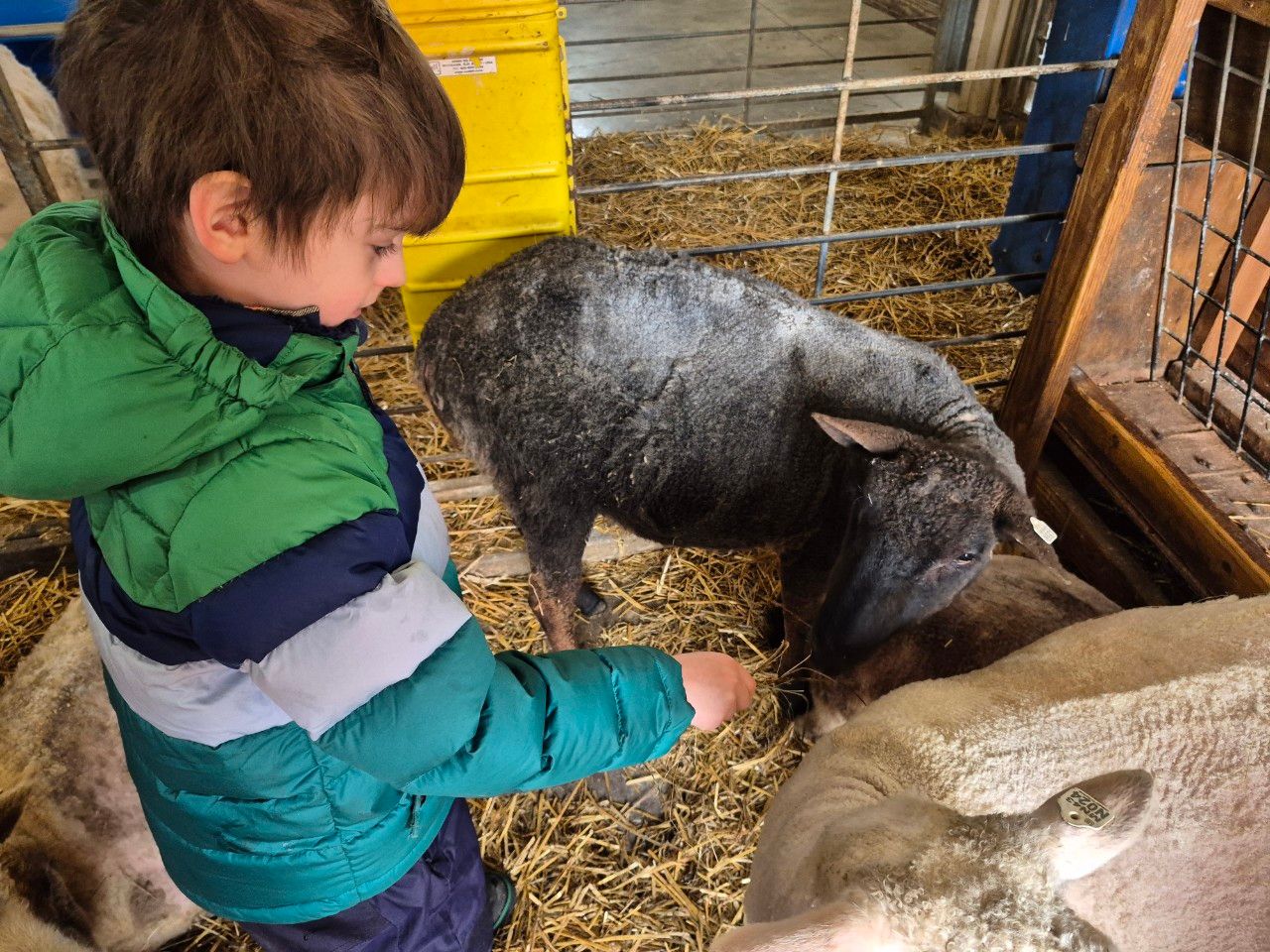 Child in a goat pin learning about the goods a farm provides