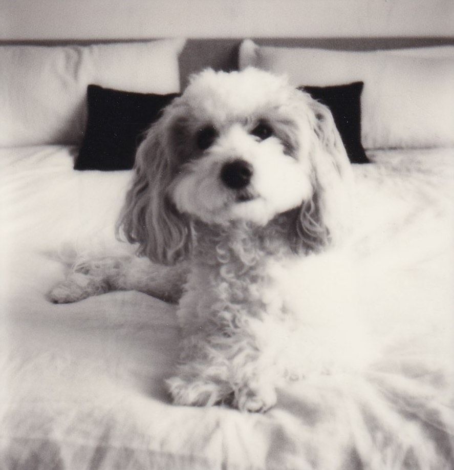 A fluffy white Maltese dog poses on a bed with black pillows in black and white photography.