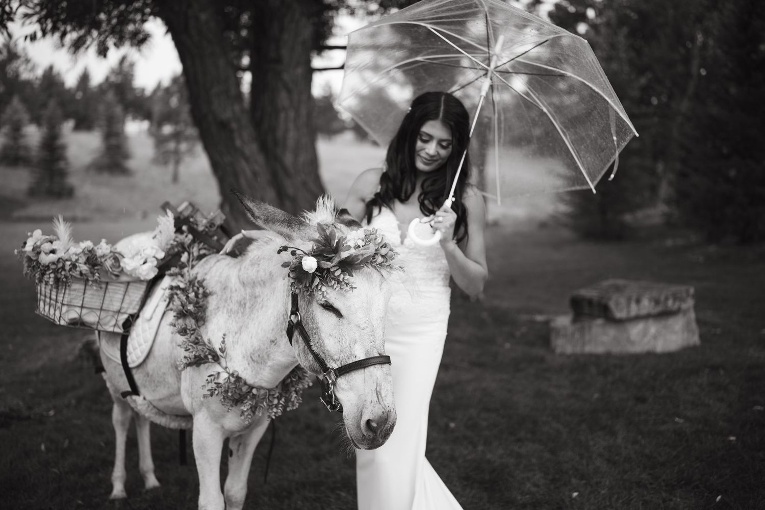 A whimsical black and white portrait with a decorated donkey and clear umbrella in a garden setting.