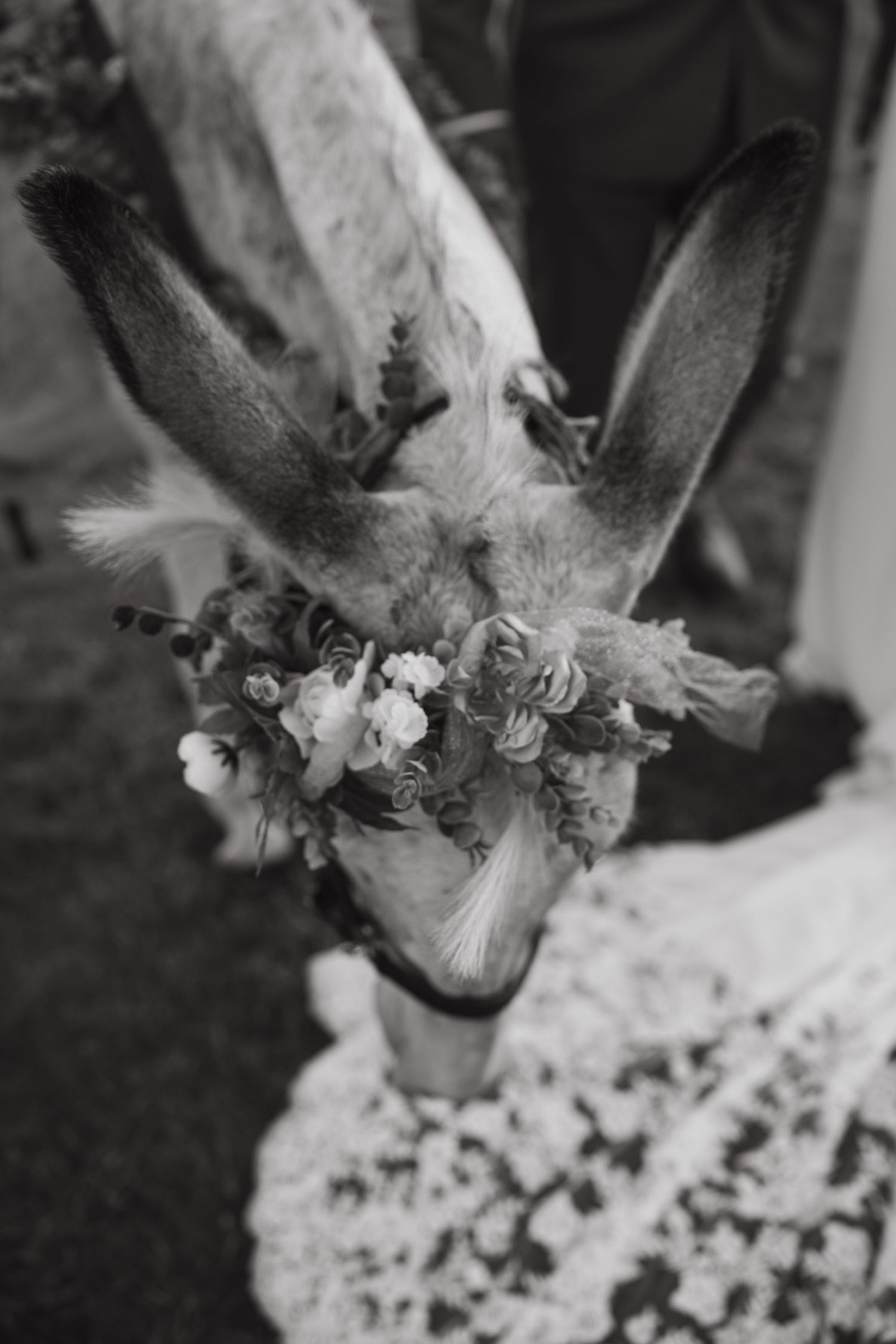Close-up black and white photo of a donkey wearing a delicate floral crown.