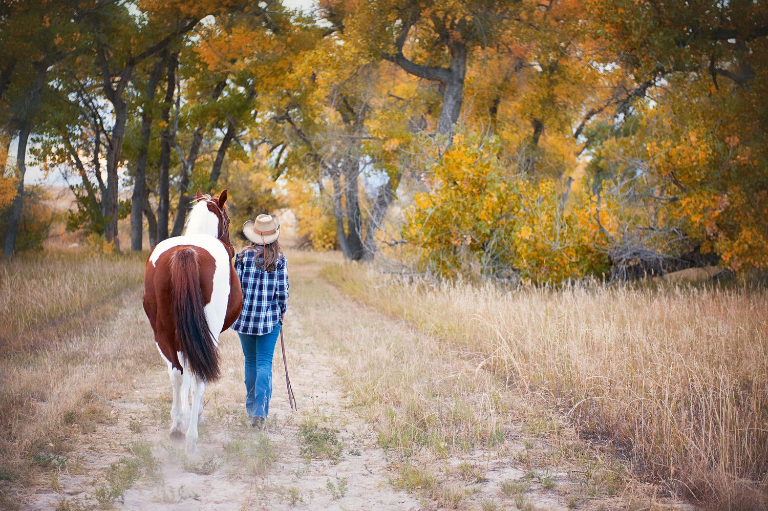 Walking with paint horse through autumn field with trees in background.