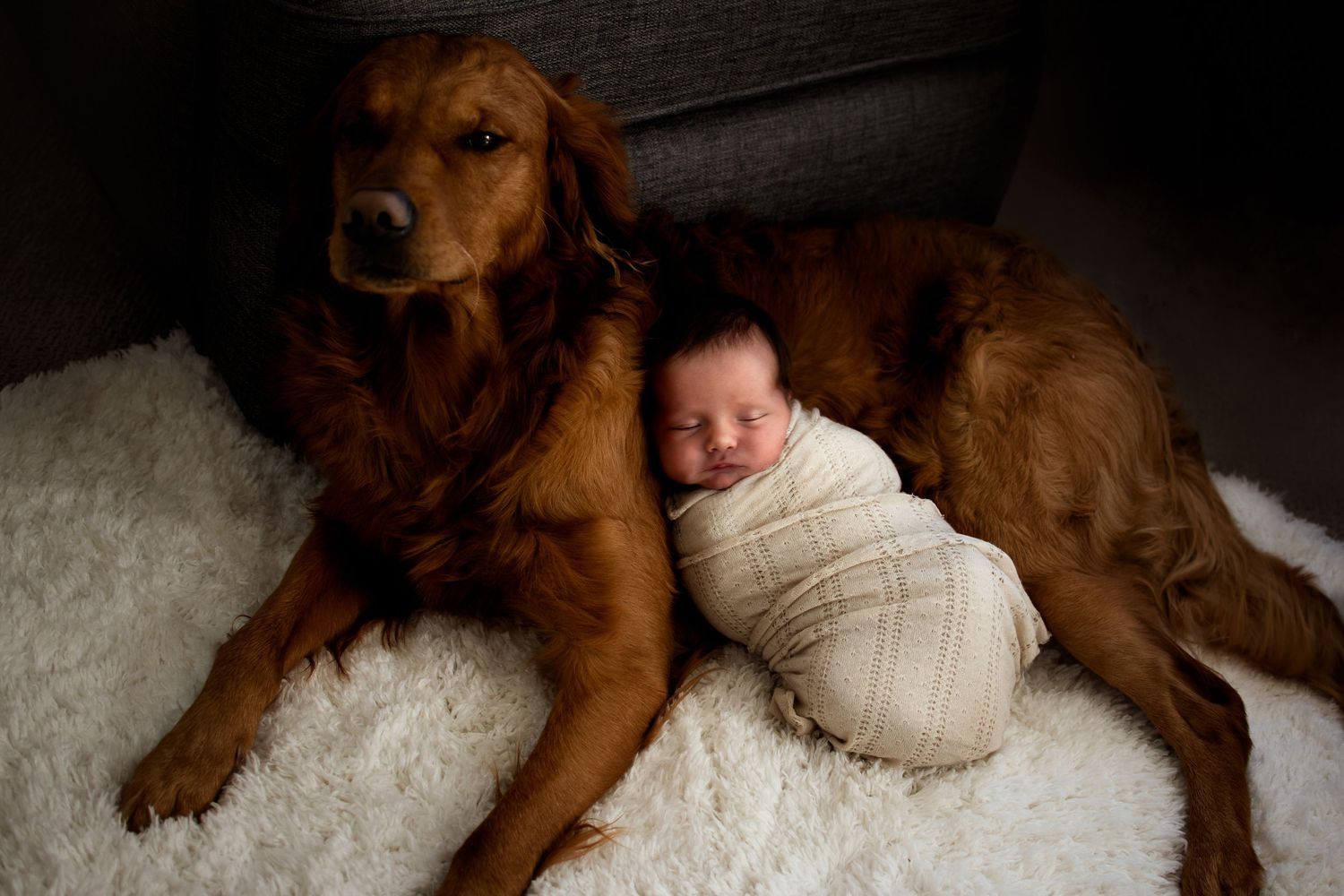 Golden retriever dog lying protectively next to a swaddled newborn on white fur.