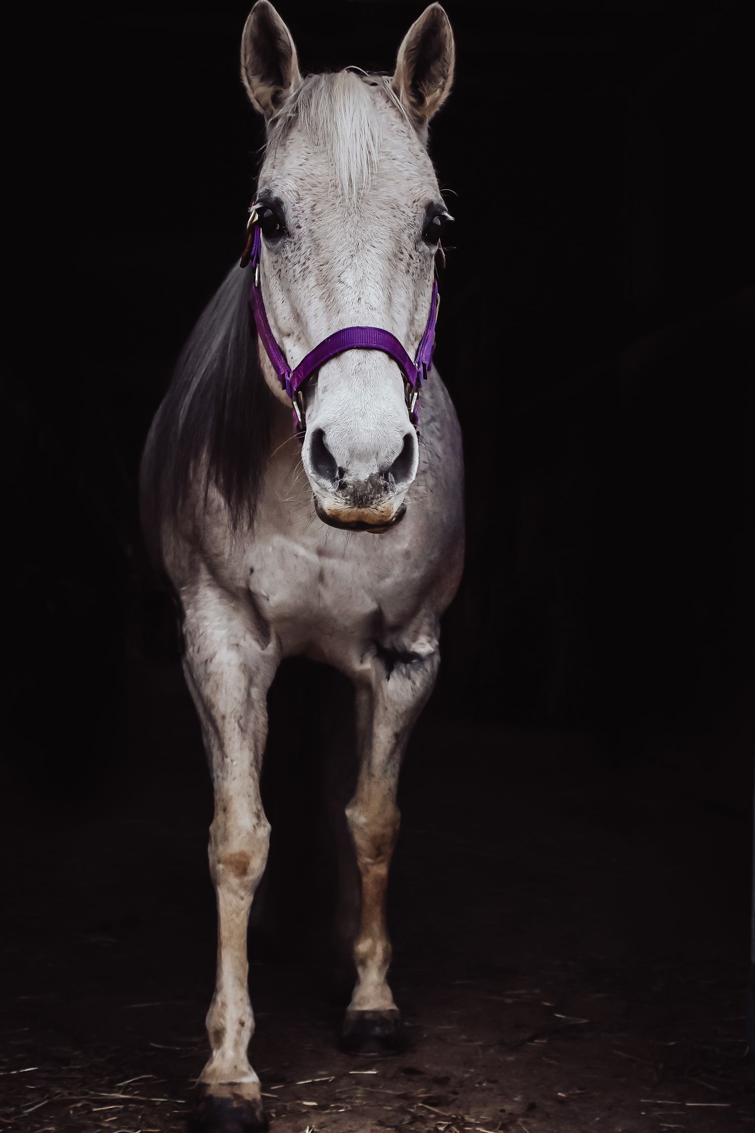 White grey horse wearing a purple halter standing against a dark background.