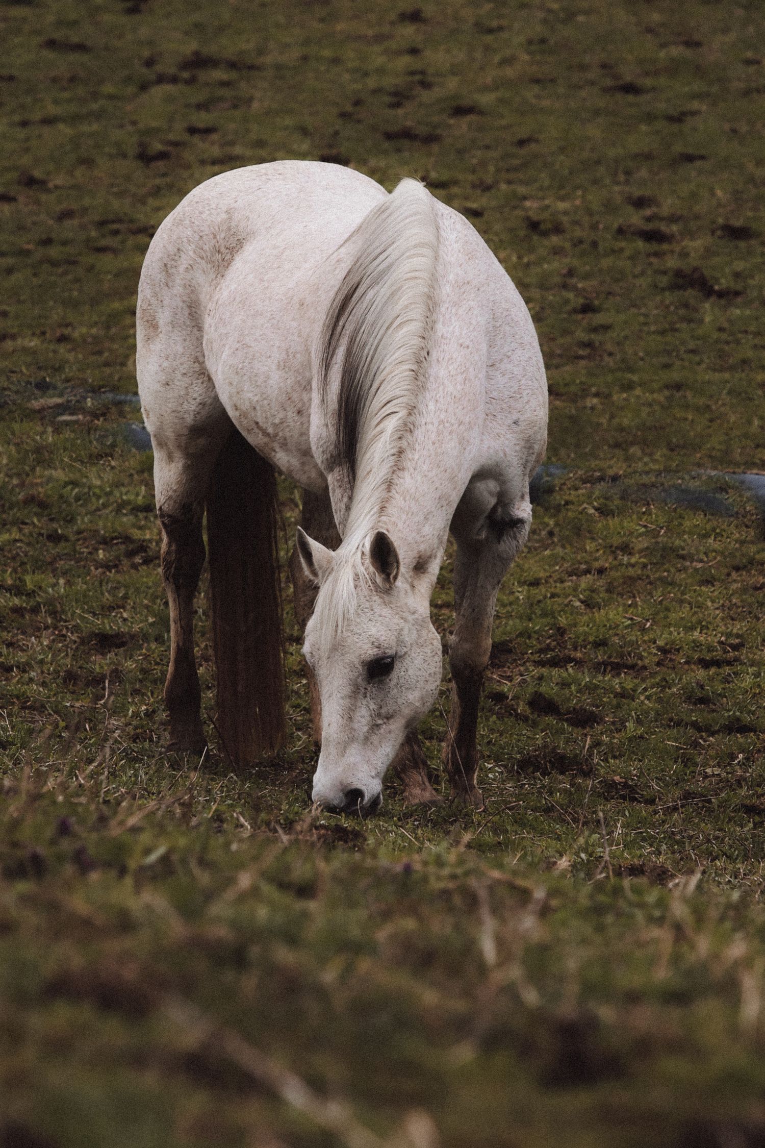 White grey horse grazing near a wooden post in a green pasture.