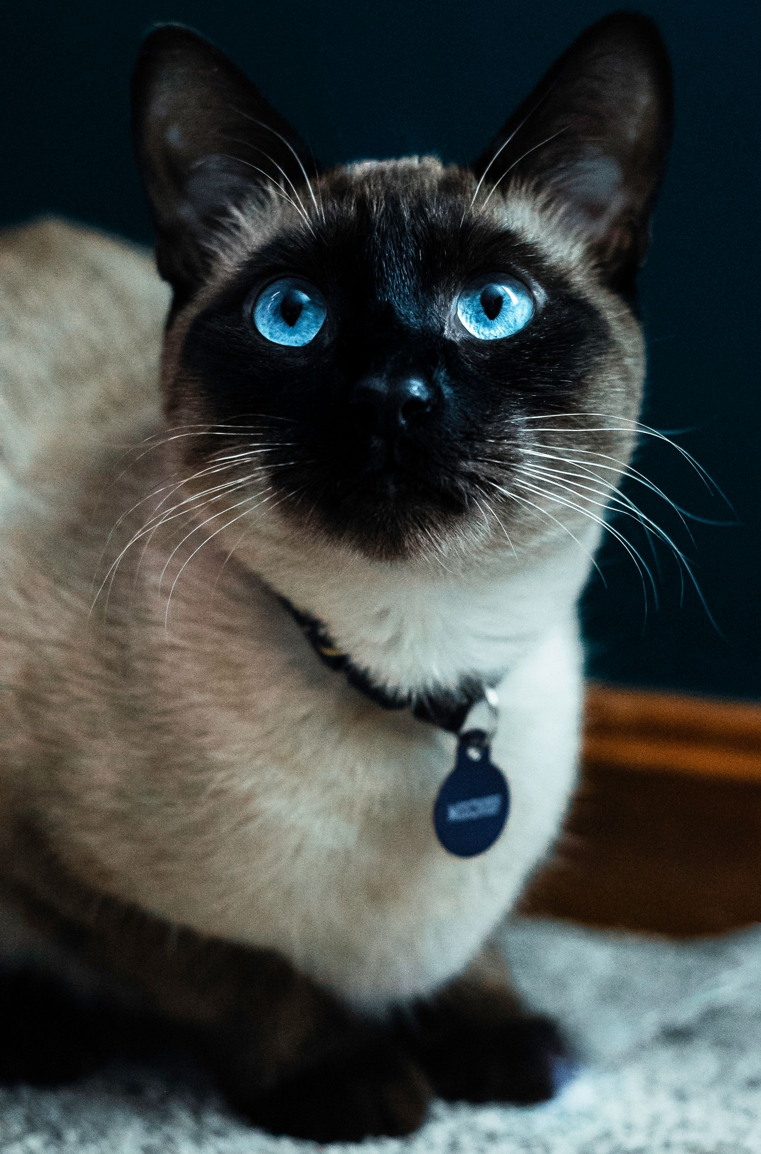 A Siamese cat with vivid blue eyes and dark markings wears a tag collar on a carpet.