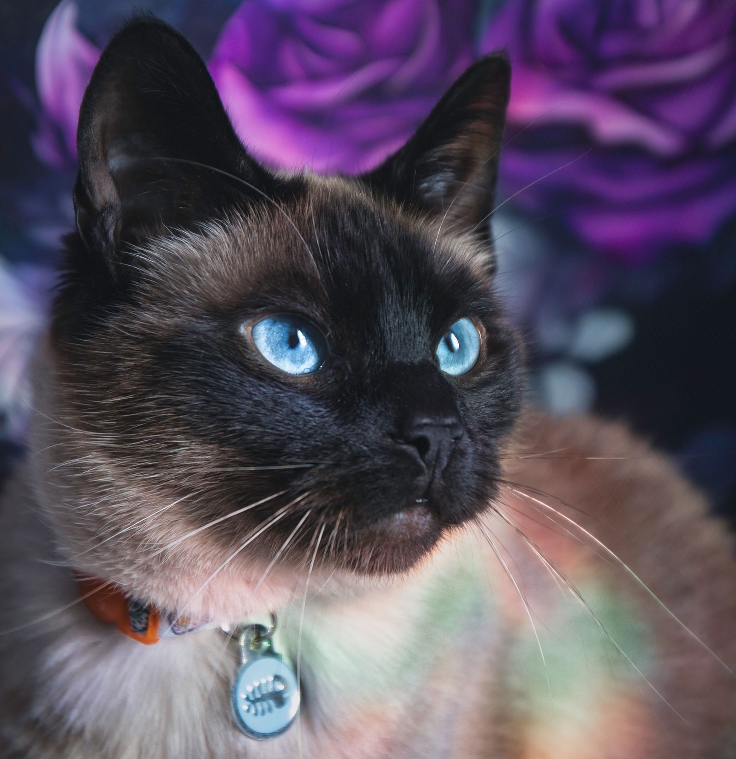 A Siamese cat with striking blue eyes wears an orange collar against a purple floral background.