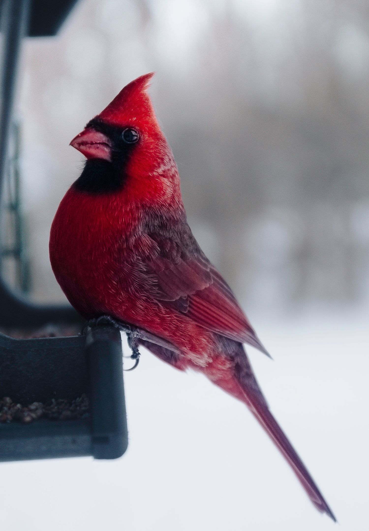 A vibrant male northern cardinal perched on a bird feeder during a snowy winter day.