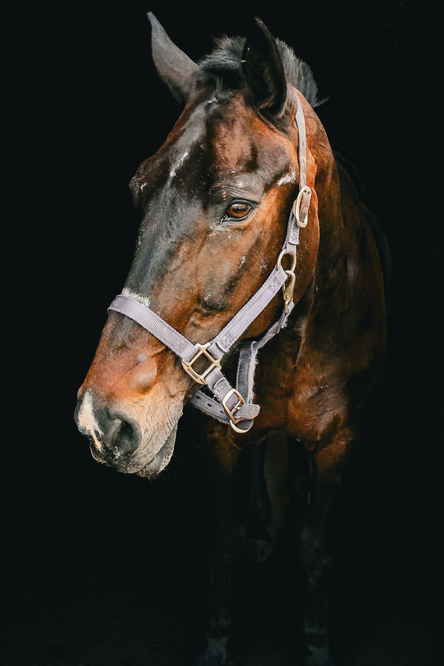 Bay horse wearing a grey halter photographed against a solid black background.