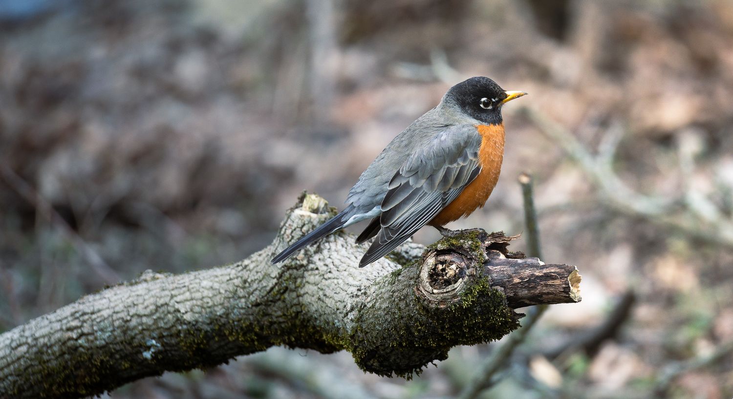 An American robin with orange breast perched on a gnarled tree branch in a natural woodland setting.