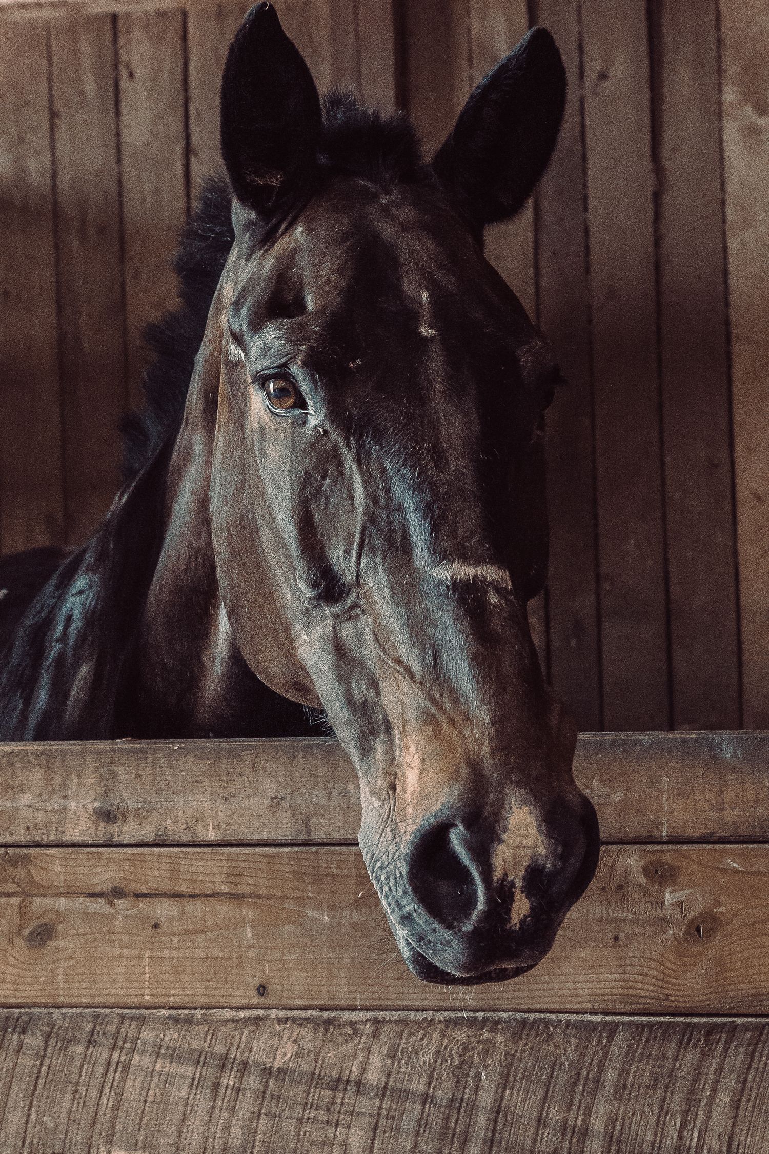 Dark bay horse looking over a wooden stable partition in a rustic barn.