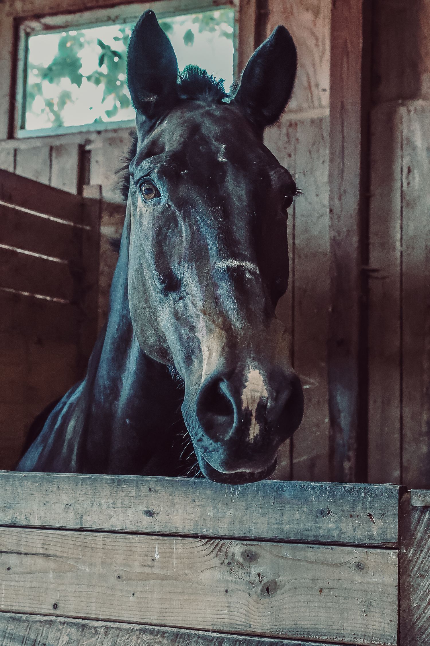 A dark bay horse peers over a wooden stable door in a rustic barn with natural light.